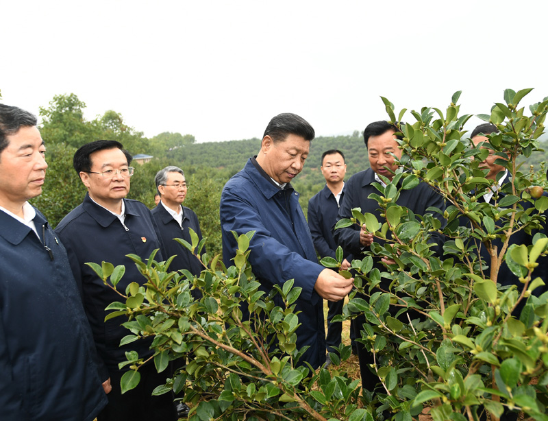 　　9月16日至18日，中共中央總書(shū)記、國家主席、中央軍委主席習近平在河南考察。這是17日上午，習近平來(lái)到信陽(yáng)市光山縣槐店鄉司馬光油茶園，實(shí)地察看油茶樹(shù)種植和掛果情況。新華社記者 謝環(huán)馳 攝